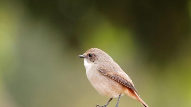 Seasons of Coding and Documentation, our own program of excellence – The Joomla Academy