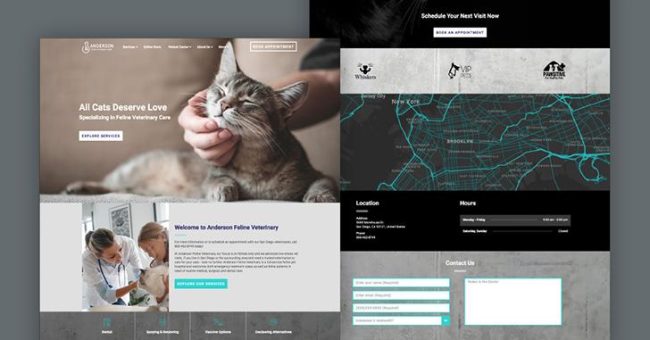 Veterinary Web Design: What you need to know for your practice
